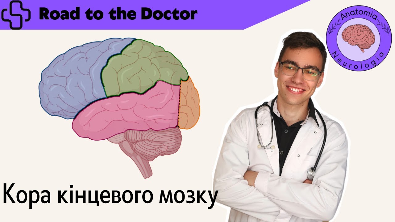Кора кінцевого мозку