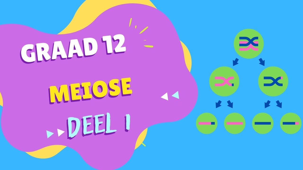 Meiose DEEL 1