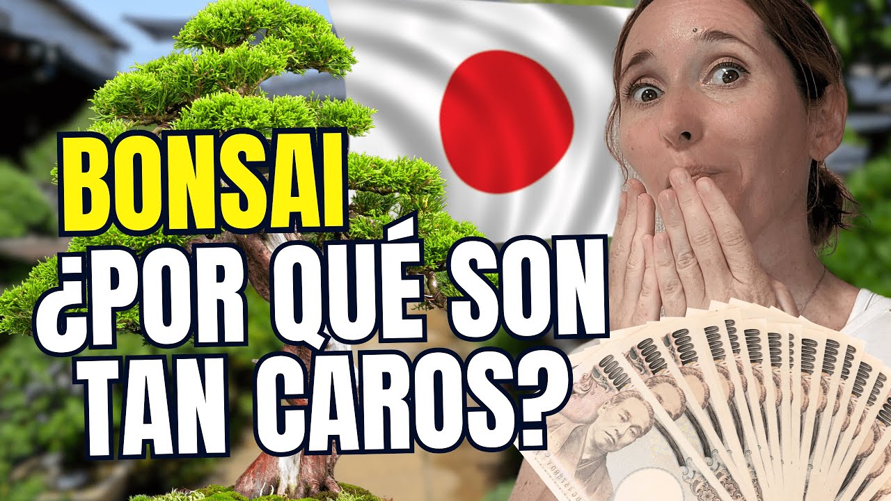 BONSAI: EL ARTE EN MINIATURA ¿ES CARO o BARATO?