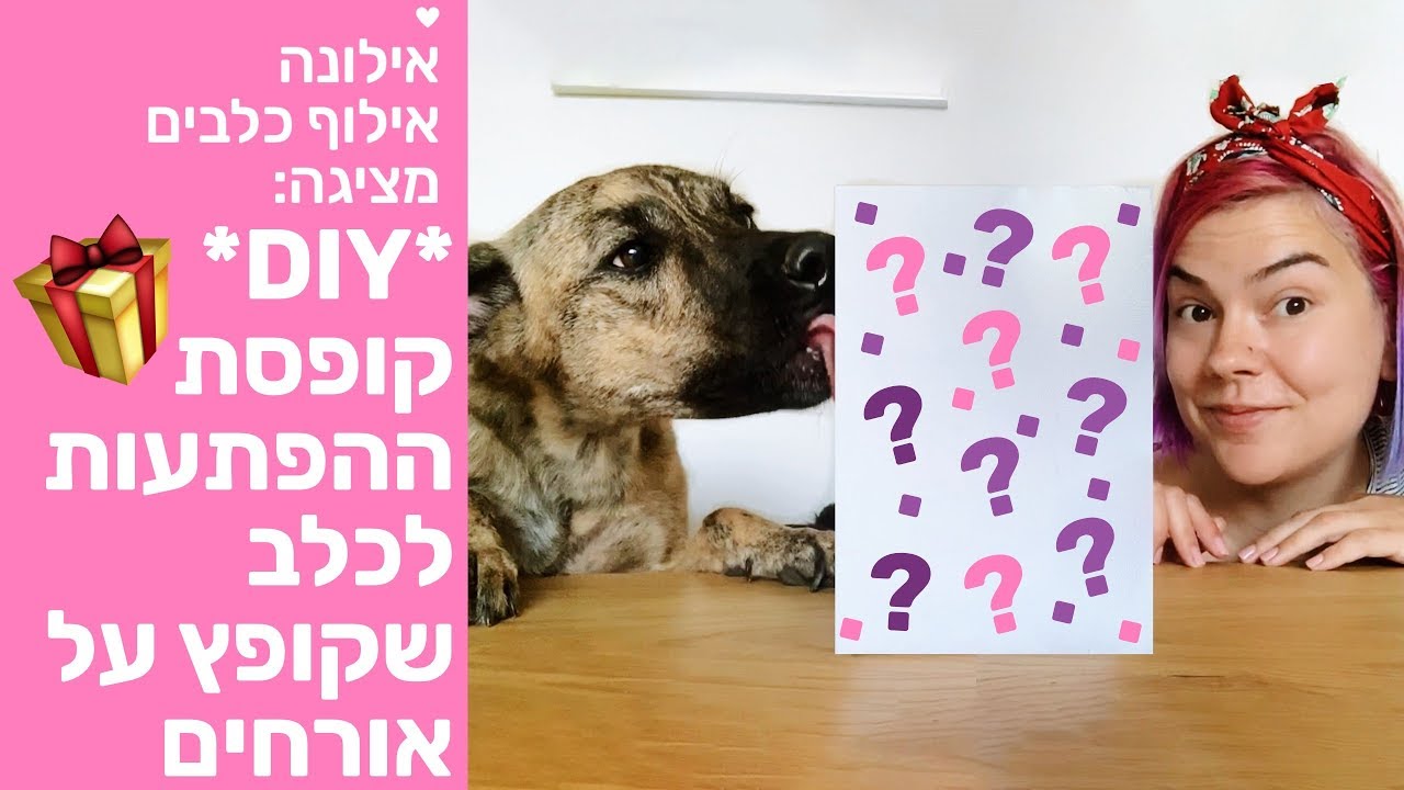 איך מכינים לכלב את קופסת ההפתעות -משחק חשיבה וגם מה עושים עם כלב שקופץ על אורחים -אילונה אילוף כלבים