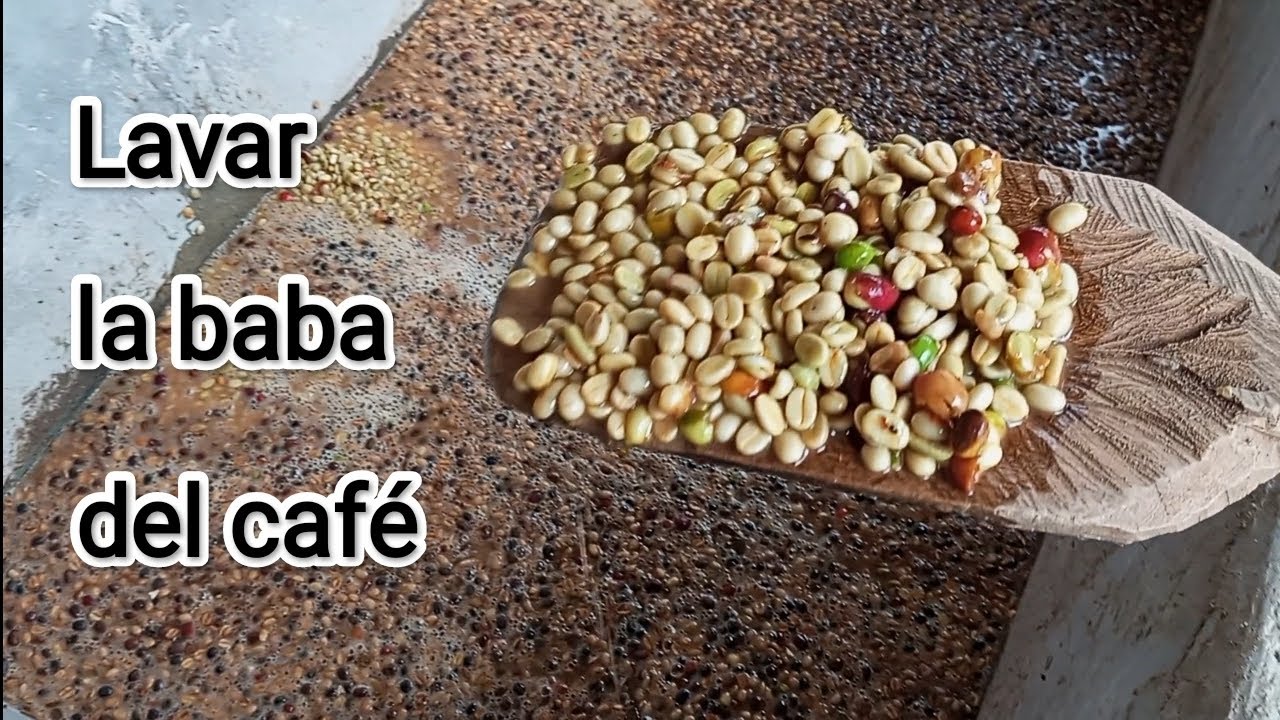 Como lavar café en baba, quitar el mucilago del café @LasCosasdelCampo