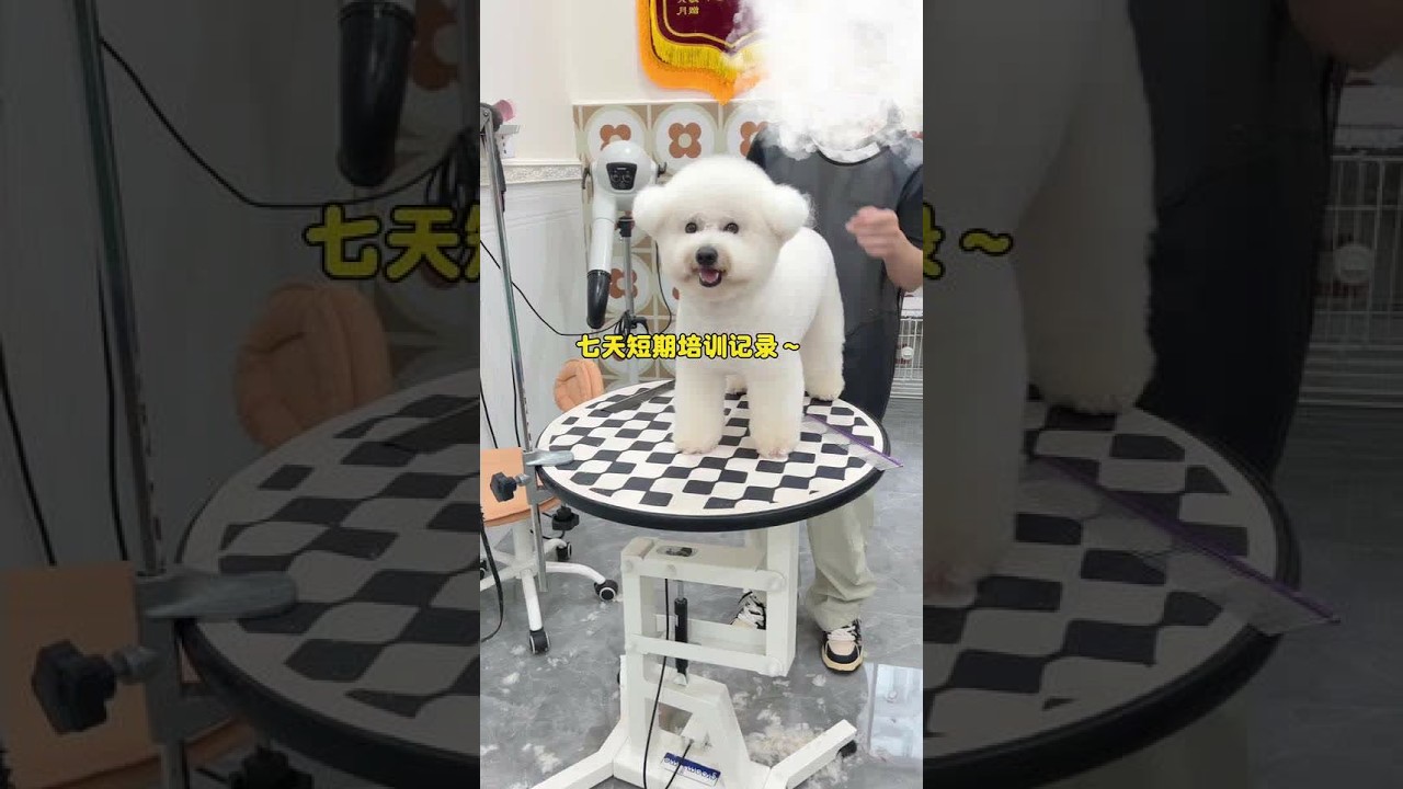 宠物美容一周短期培训记录～ 把不好带的学生带了个遍，磨炼出最精简的话，遇上一个省心孩子就是随便教都出效果，哈哈～ #宠物美容造型 #宠物店 #宠物美容培训