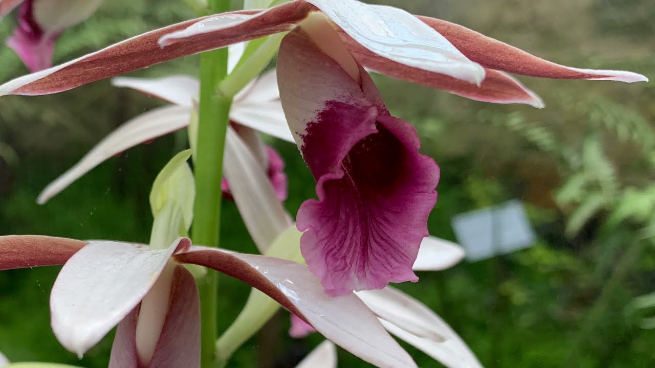 Phaius australis - Lesser Swamp Orchid