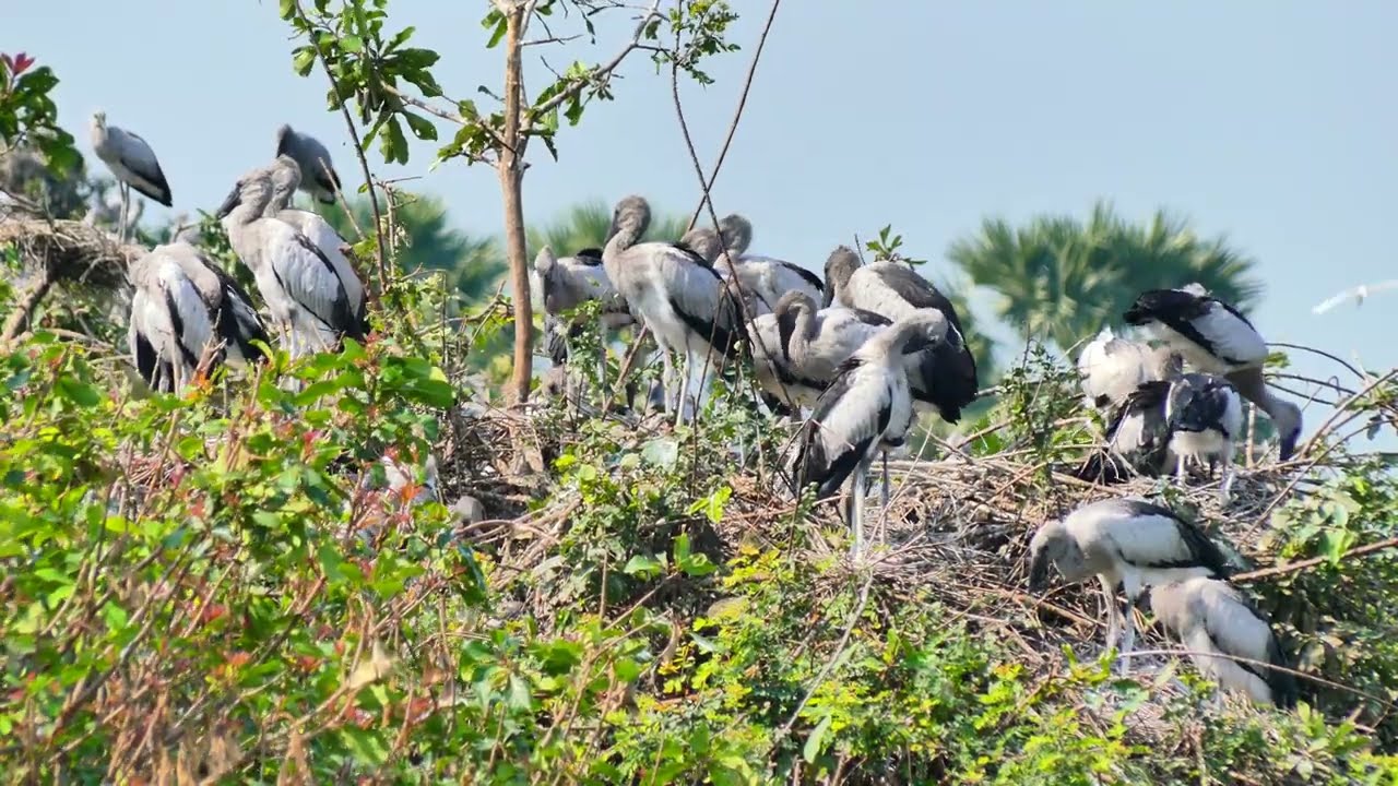 AMAZING LIFE OF BIRDS Wildlife Documentary 0027