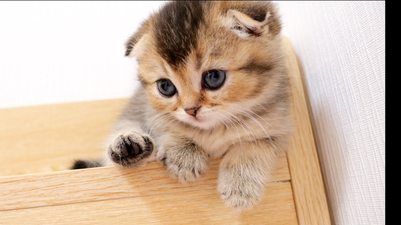 Here is a kitten who is attacked by sleepiness in a dangerous place.