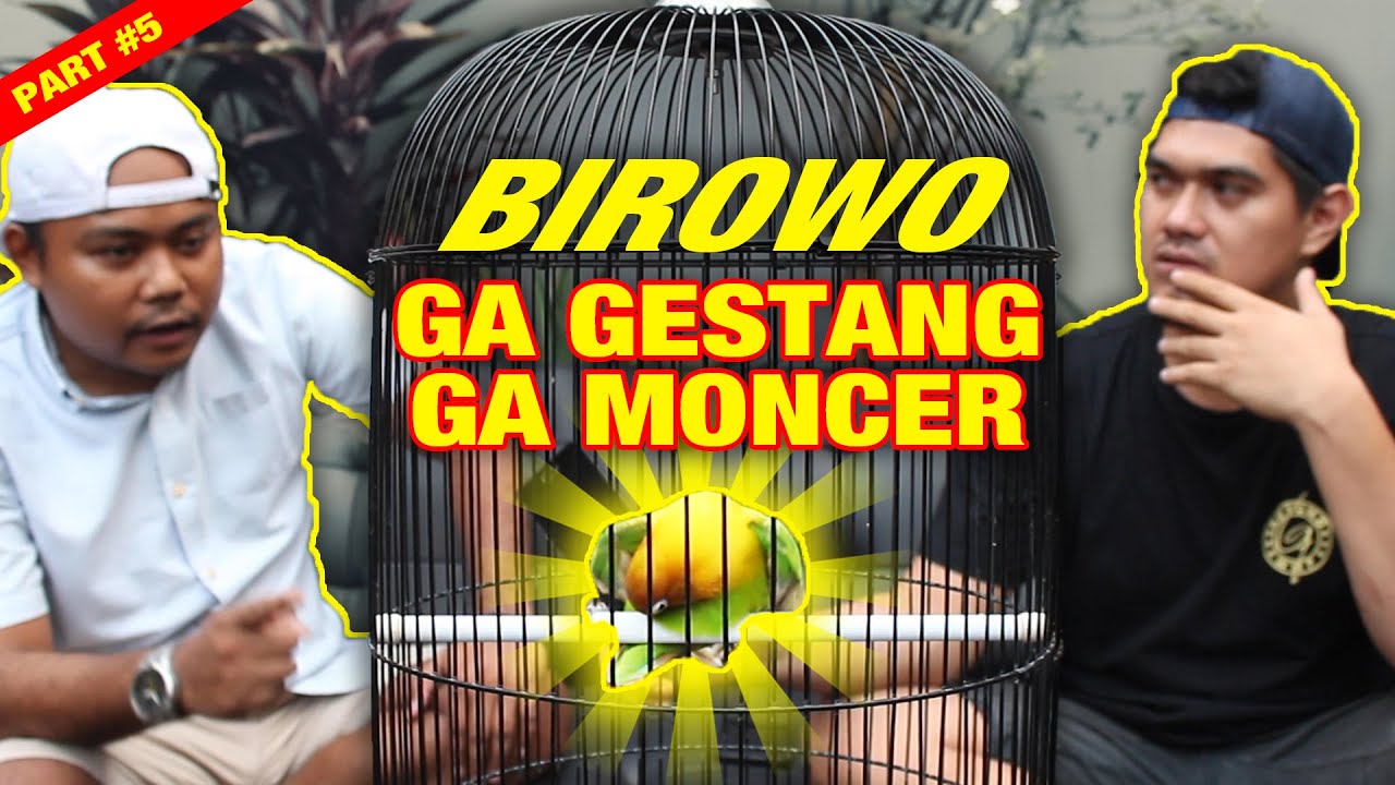 GESTANG!!!  KONCI UTAMA LOVEBIRD KONSLET BIROWO MILIK PAK H SIGIT WMP || MOCER
