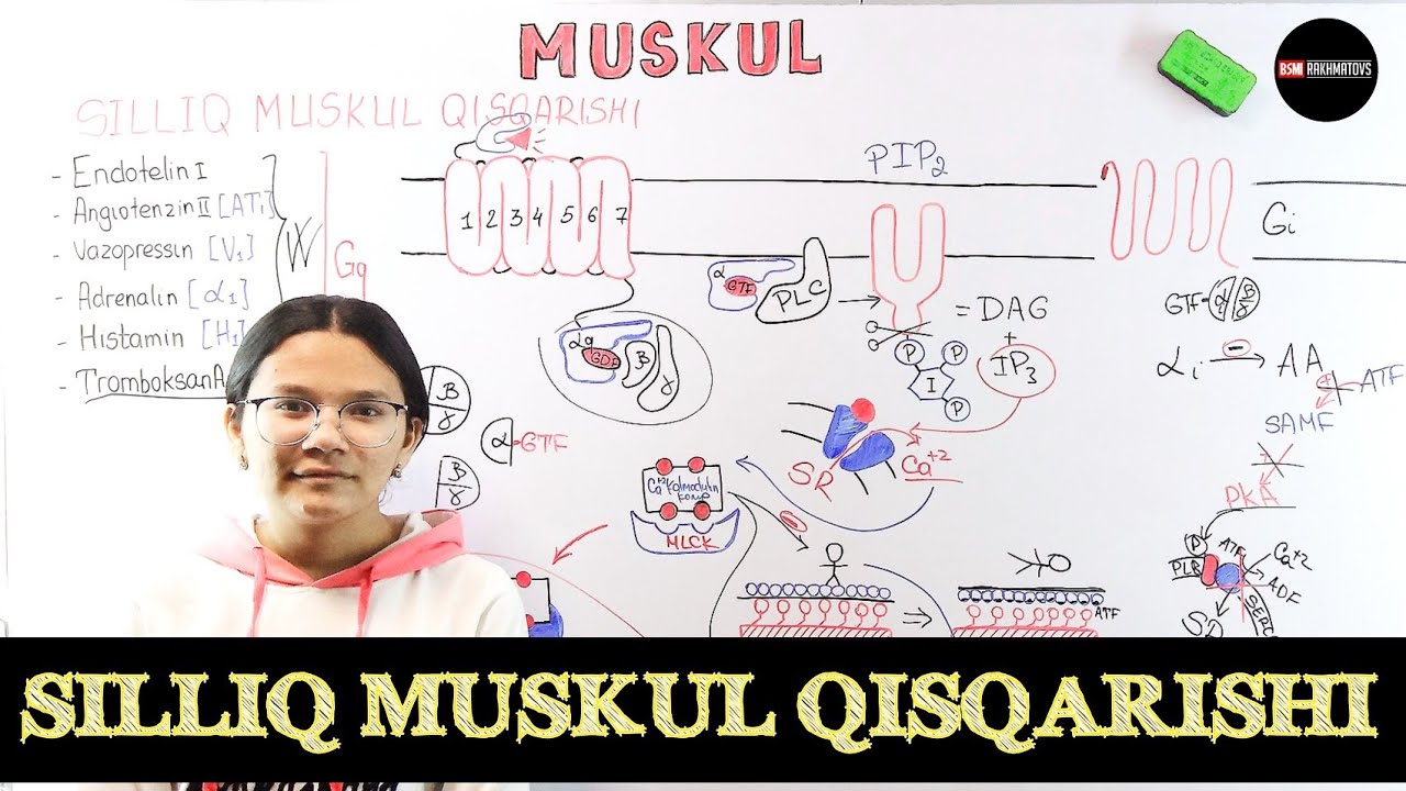 @mediatorsteam Silliq muskul qisqarishi