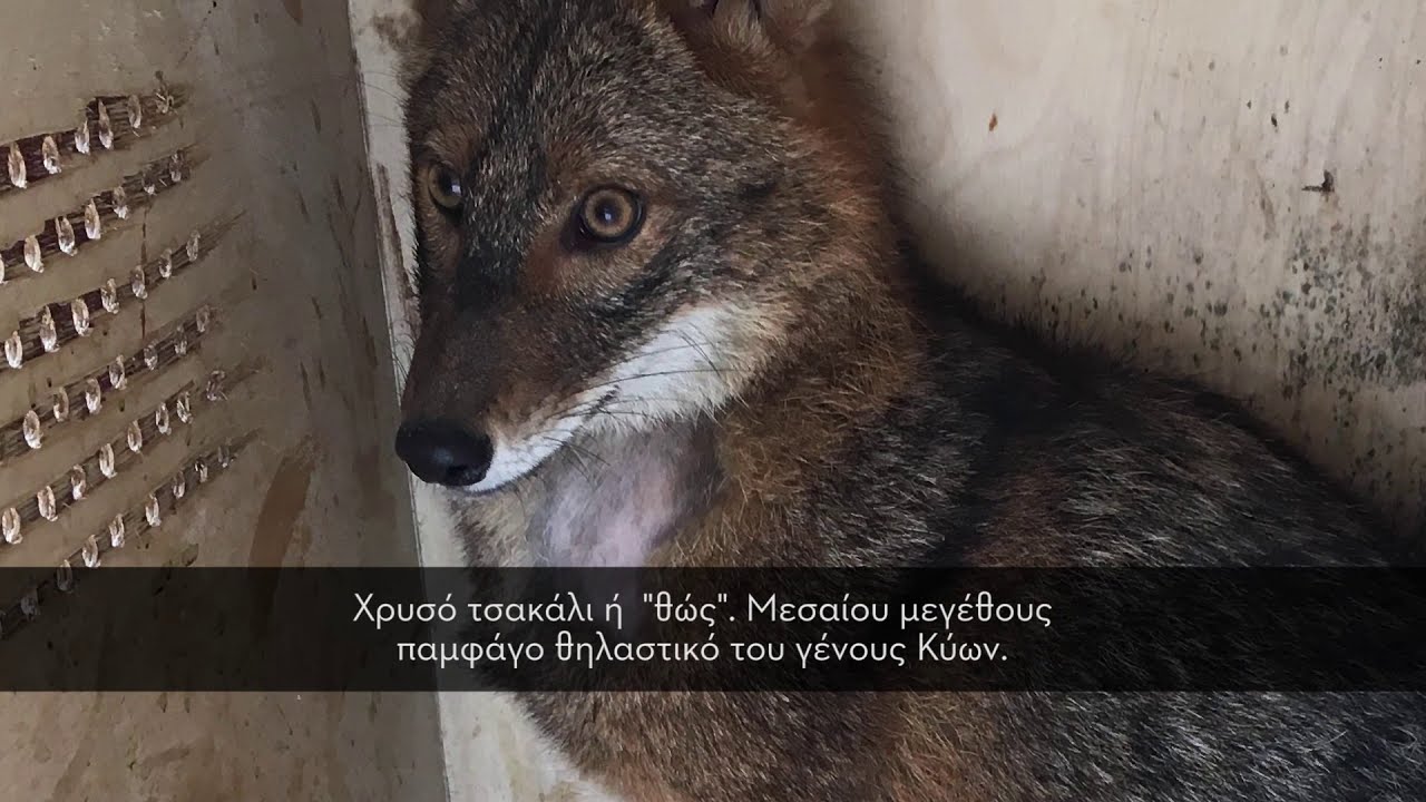 Απελευθέρωση τσακαλιού από την ΑΝΙΜΑ