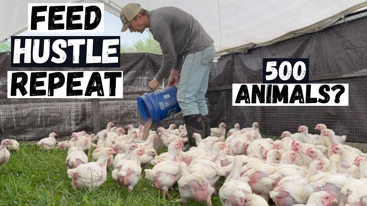The Daily Feed Frenzy – Almost 500 Mouths to Feed!