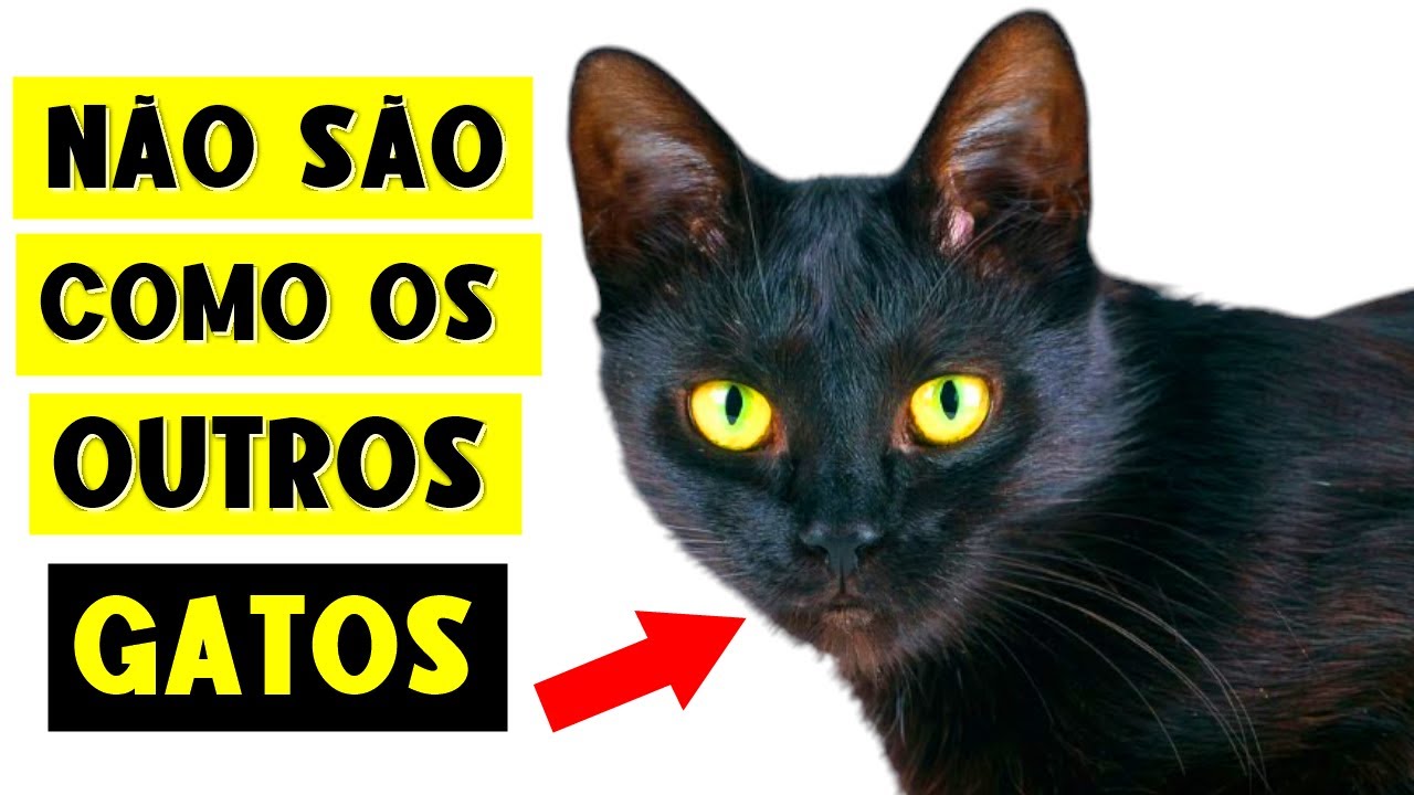 9 FATOS SURPREENDENTES SOBRE GATOS PRETOS! 🐈‍⬛🔥 (Duvido que você saiba todos!)