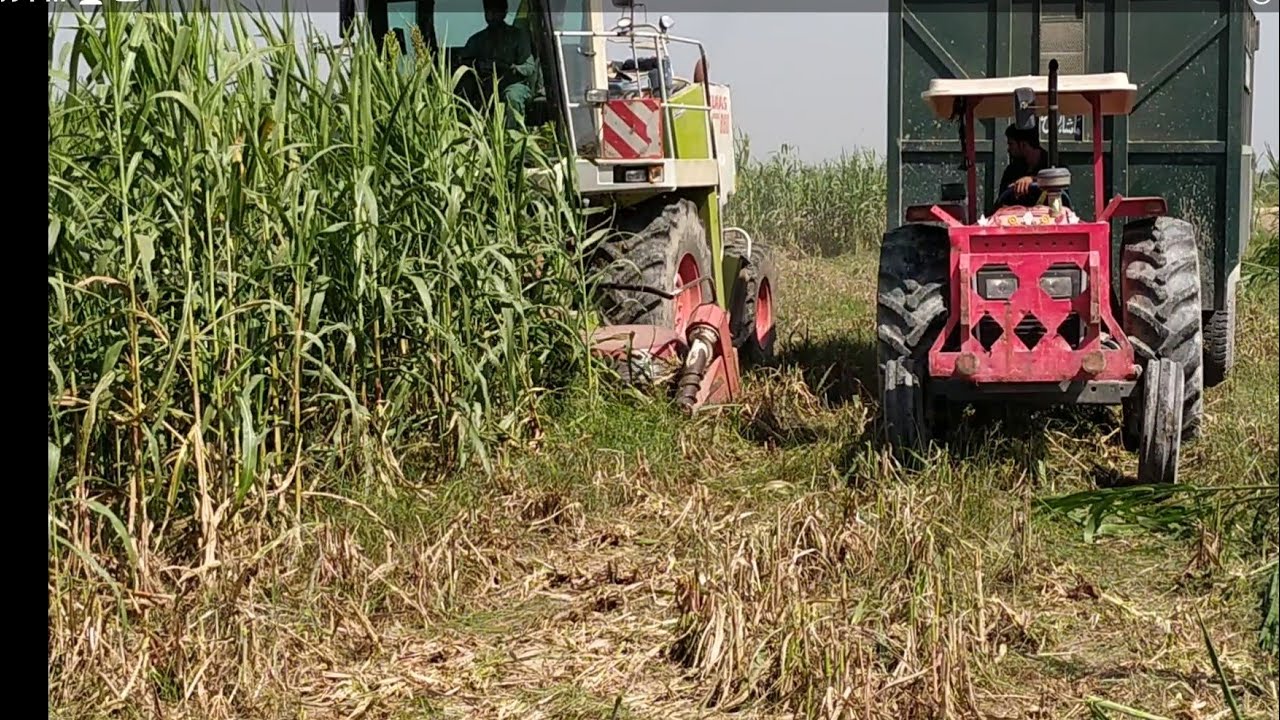 Sorghum Silage II Chari ka silageII Chari k silage ki afadiyat II Dr.Muzzammil