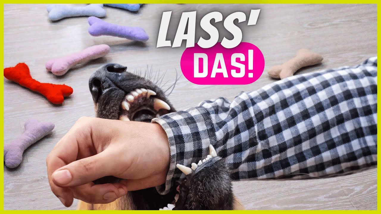 Deshalb beißt dich dein Hund beim Spielen (und das kannst du tun) 🐶