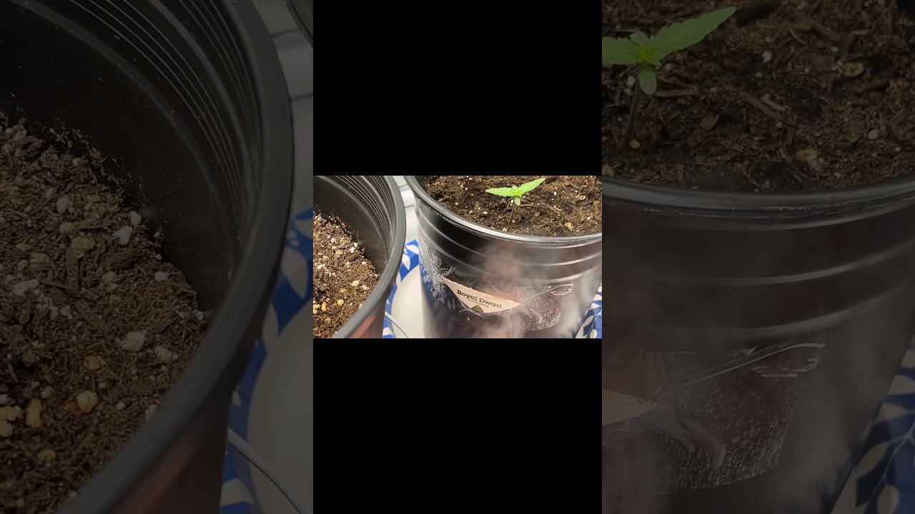 Budget Auto flower week 1 update