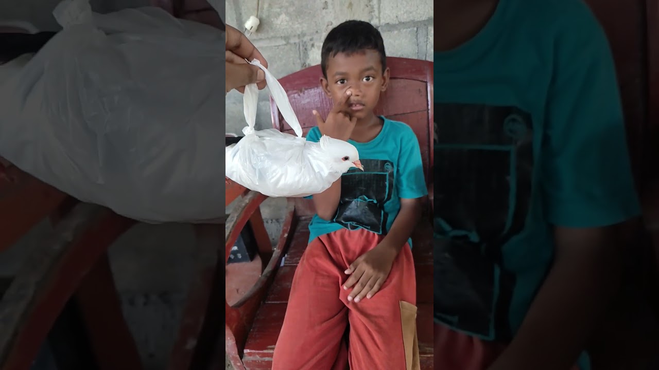 Obati merpati sakit si bocil #burungdara