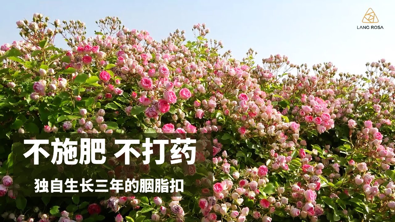不打药不施肥，一棵独立生长3年的胭脂扣《天狼家自育那些事儿》