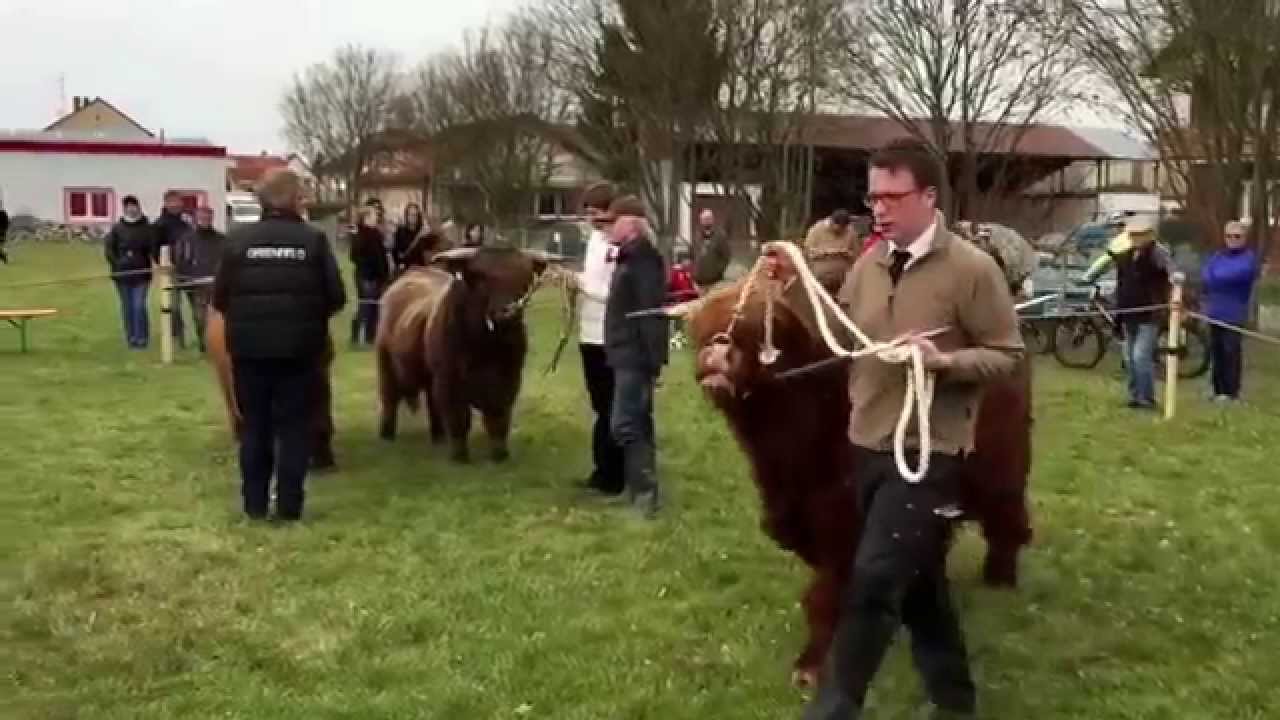 Highlander-Schau in Gründau-Rothenbergen
