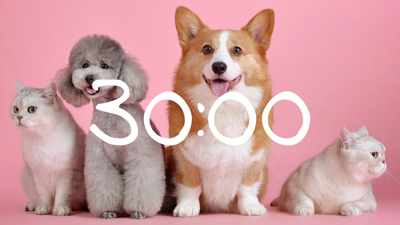 30 Minute Timer Cats and Dogs