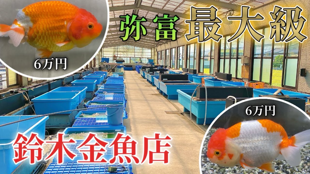 【鈴木金魚店】弥富で最大規模の敷地面積を誇る金魚店を紹介していきます！