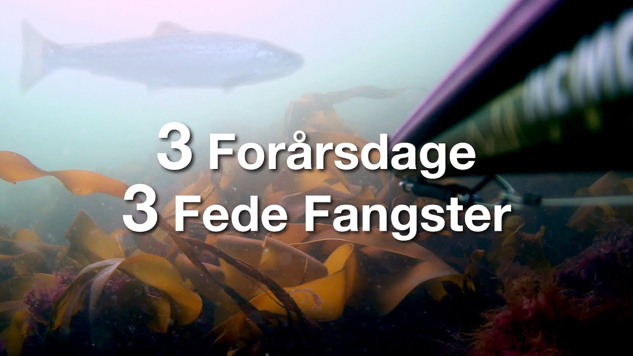 Undervandsjagt - 3 Forårsdage 3 Fede Fangster