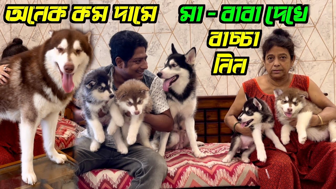 Low Price Home Breed Siberian Husky Puppies Sell। Dog Market in Kolkata Price।