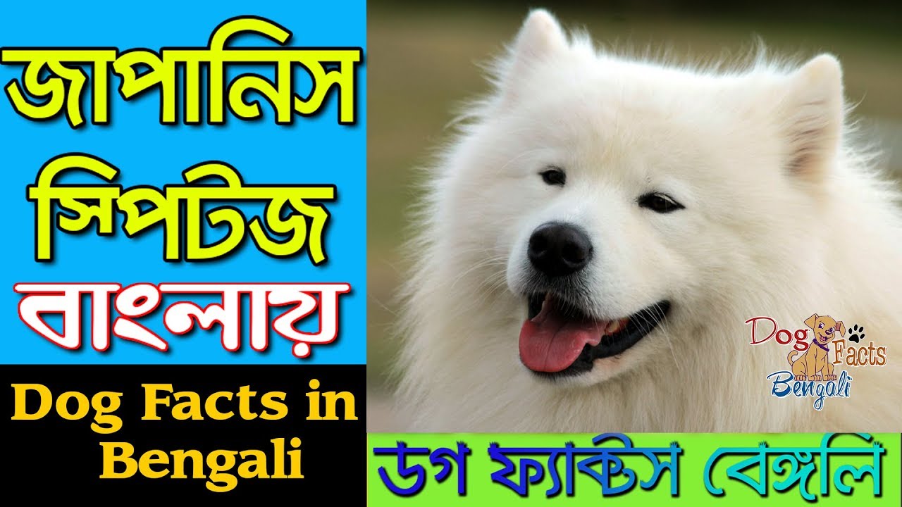 Japanese Spitz Dog facts in Bengali | Cute Dog | Popular Dog | Dog Facts Bengali