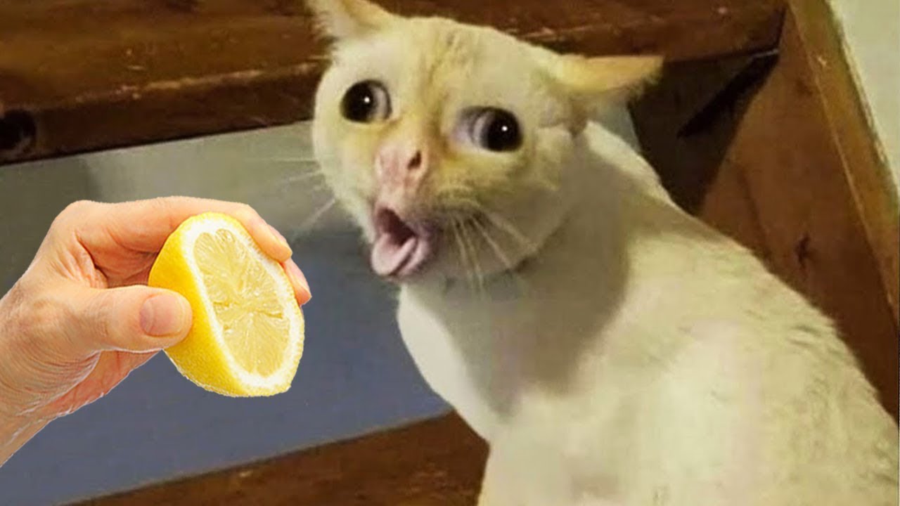 Hilarious Pet Moments That Will Make You LOL! 😹 #15