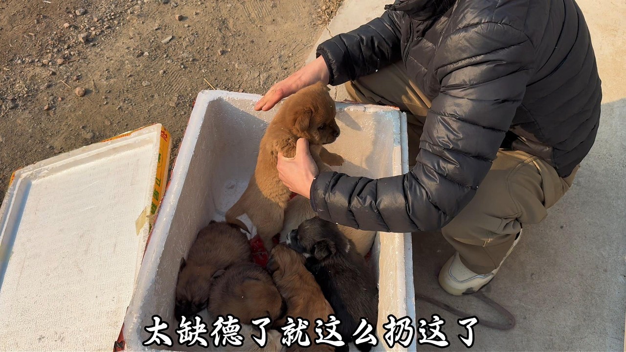 刚扔了一群猫，又有人往大院扔了 8 只狗，这个世界怎么了