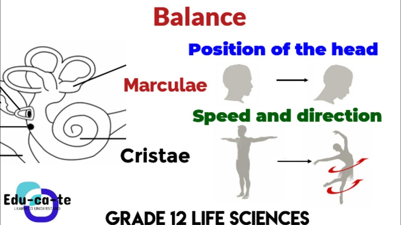 Balance - The human Ear (Grade 12 Life Sciences)