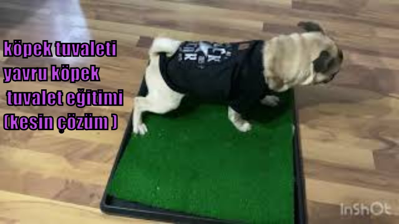 Yavru köpek tuvalet eğitimi nasıl verilir | PUG KÖPEKLER