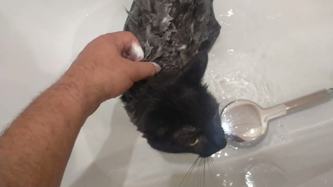 Vizvo en la ducha. Vizvo in the shower