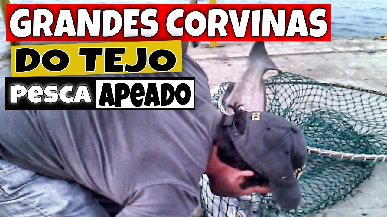 Luta e Captura de uma Grande Corvina | Catch White sea Bass Mulloway Jewfish