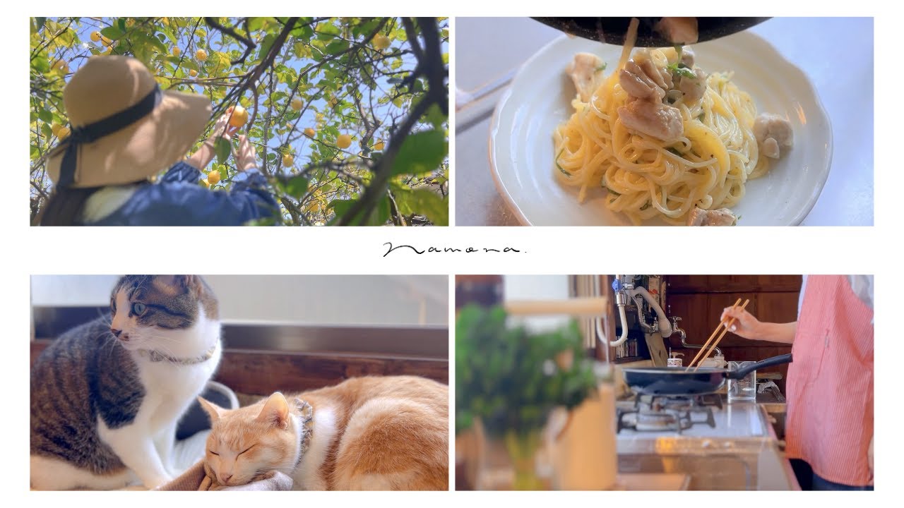 【 古民家Vlog #1 】採れたてレモンで春パスタ｜猫と田舎暮らし