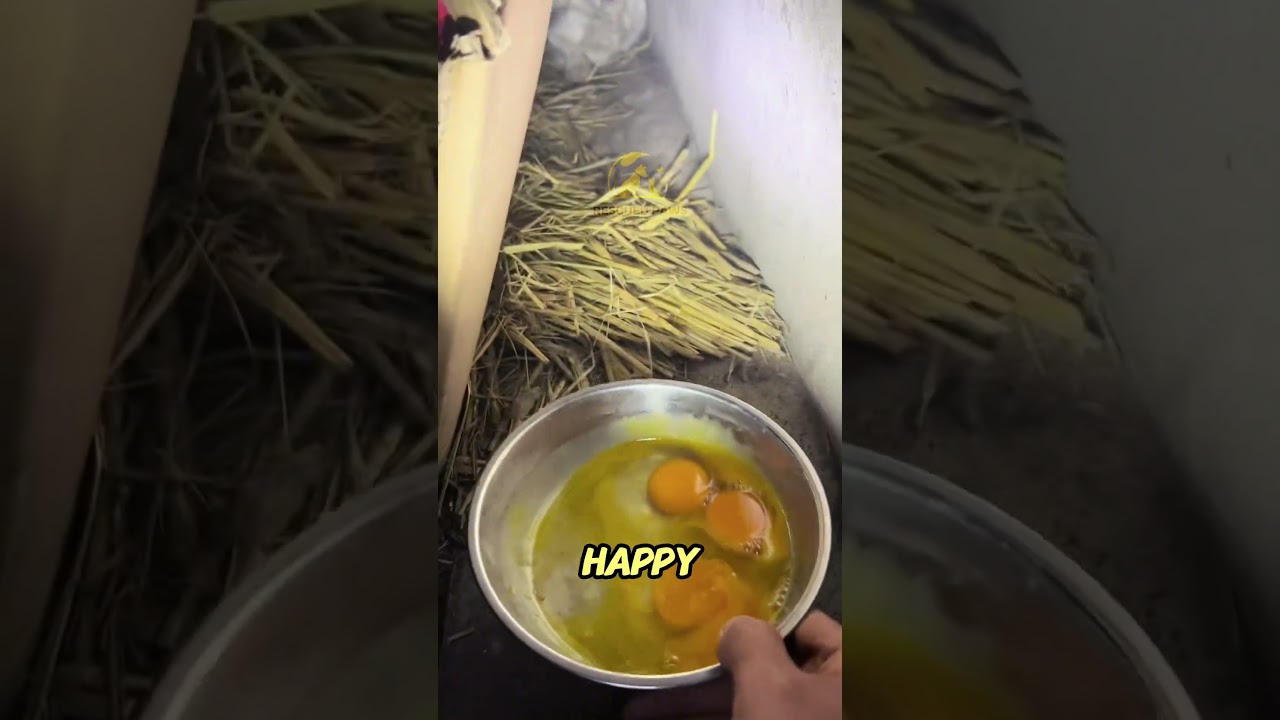Stray Dog Gives Birth at Shelter | Heartwarming Rescue Story