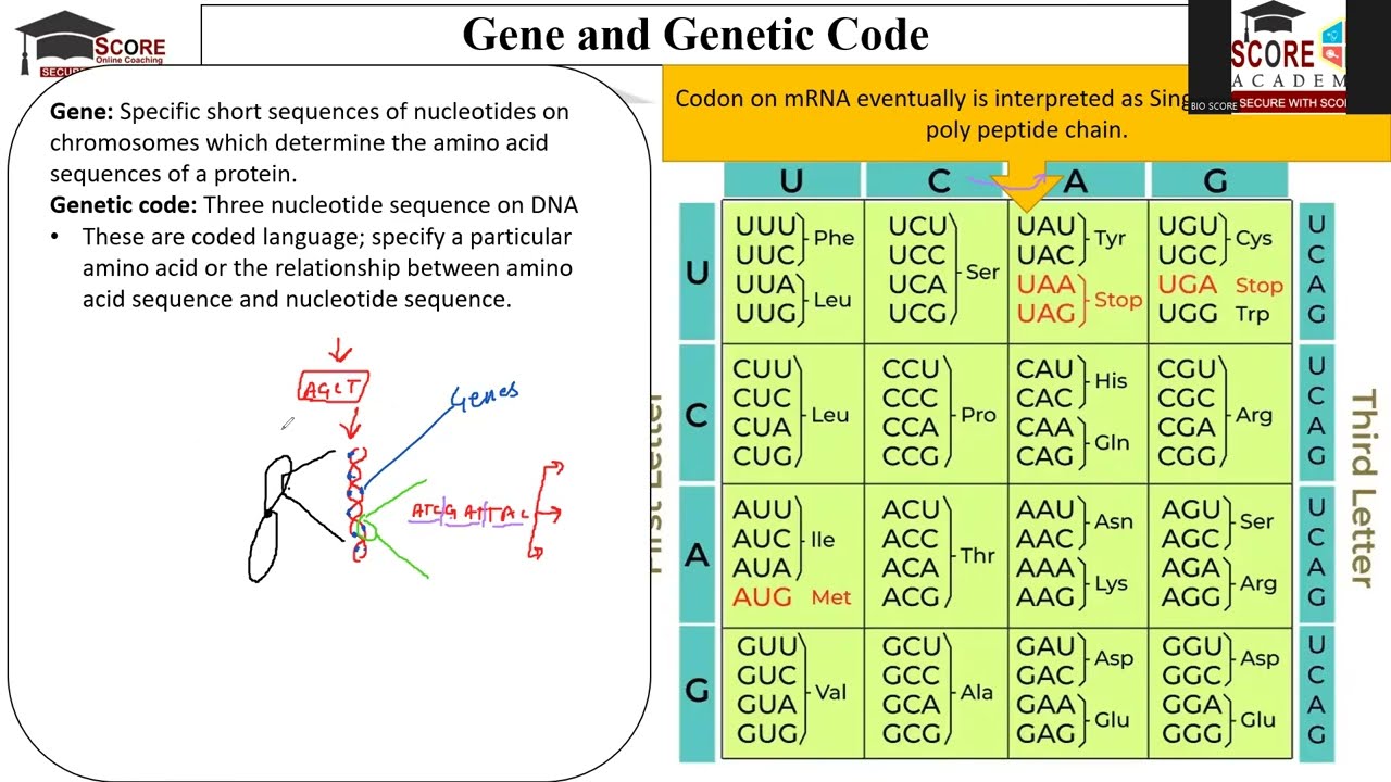 Molecular Concept of Central Dogma in Biology, Gene, Genetic Code, Codon and Protein Expression