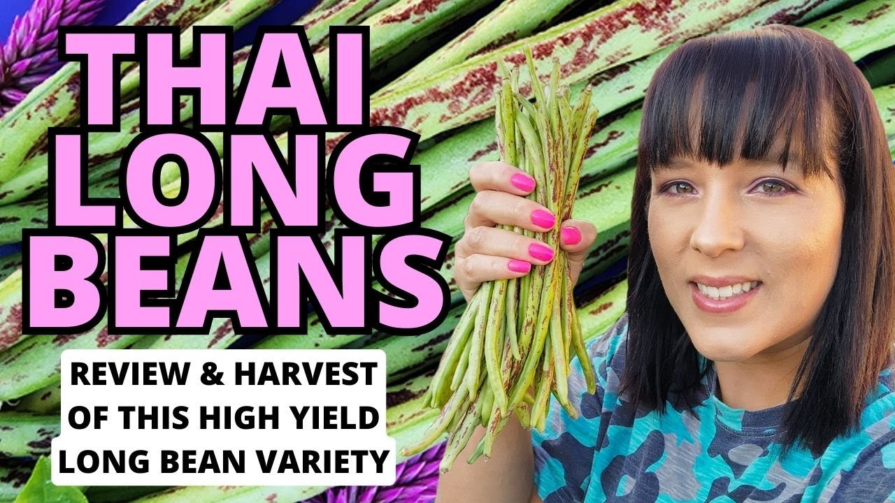 Thai Soldier Long Beans: The High Yield Crop You Need to Grow NOW #beans #garden #gardeningtips