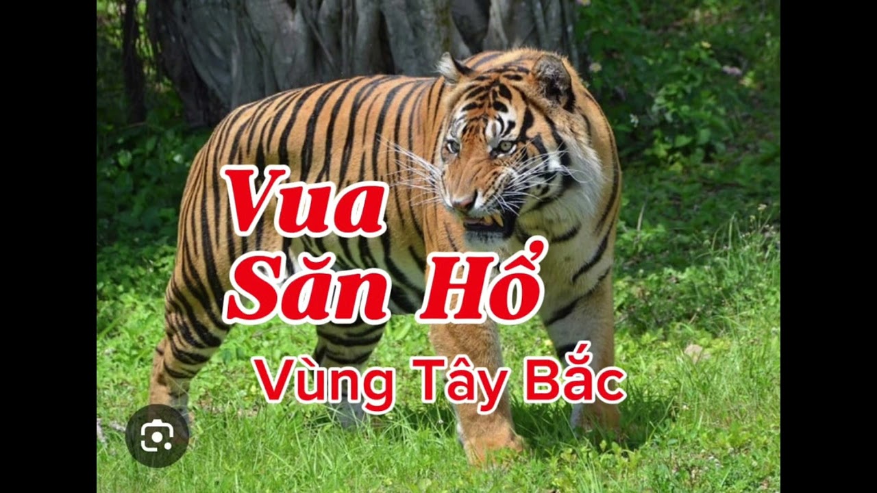 VUA SĂN HỔ VÙNG TÂY BẮC | Lê Anh diễn đọc