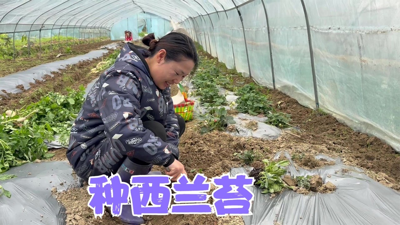 阿恋又买了些西兰苔来种，黄瓜苗马上要移栽，和婆婆抓紧时间备地