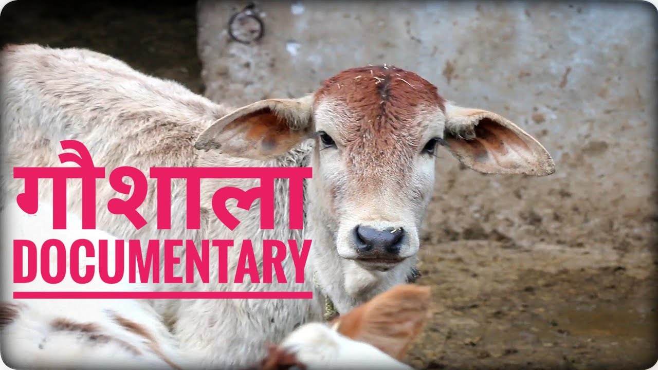 Gaushala Documentary 2021 | Goshala गौशाला । Shri Gavardhan Gaushala | Khanna Gaushala | खन्ना