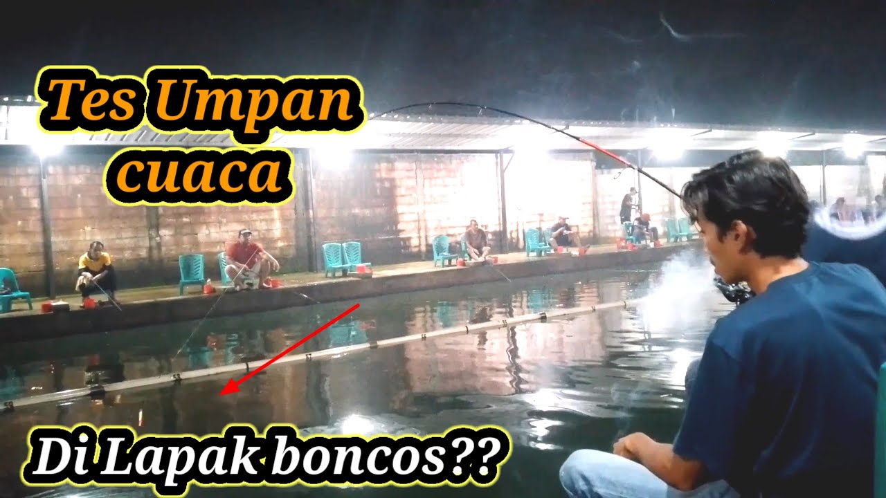 TES UMPAN BELUT  MANCING GALATAMA LELE || PMC. BETAWI NGUMPUL 