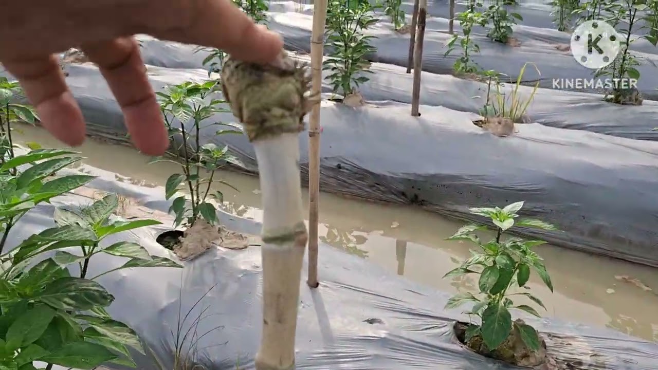 Thuốc xịt rụng Lá trên cây ớt hiệu quả 