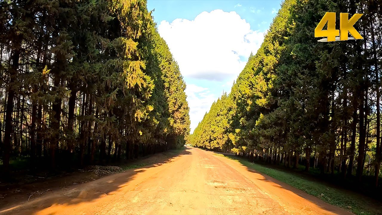 4K Scenic Drive Kenya | Ndeiya to Karen via KEFRI Forests ⚫ Southern Bypass ⚫ Karinde