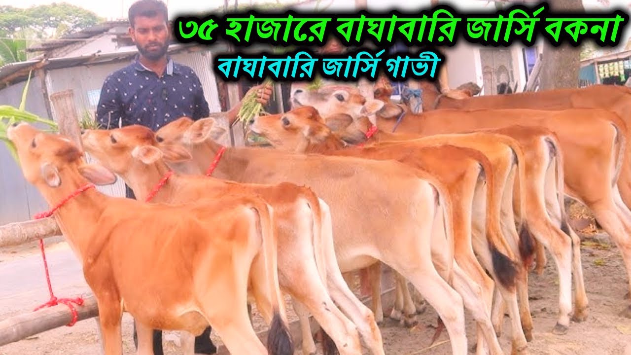 ৩৫ হাজারে বাঘাবারি জার্সি বকনা কিনুন ! জার্সি বকনার ধামাকা প্যাকেজ | বাঘাবারি জার্সি গাভী কিনুন