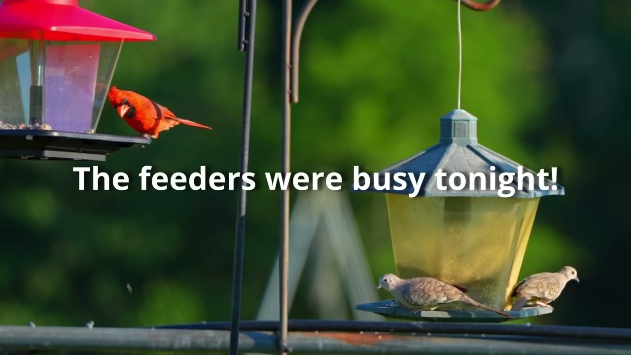 Birds and bugs at sunset