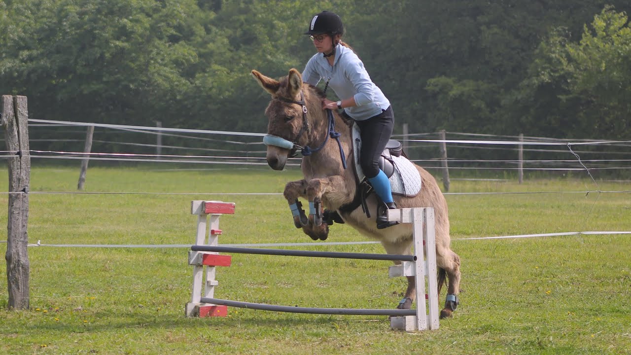 Concours Complet d'Équitation Asine [3]