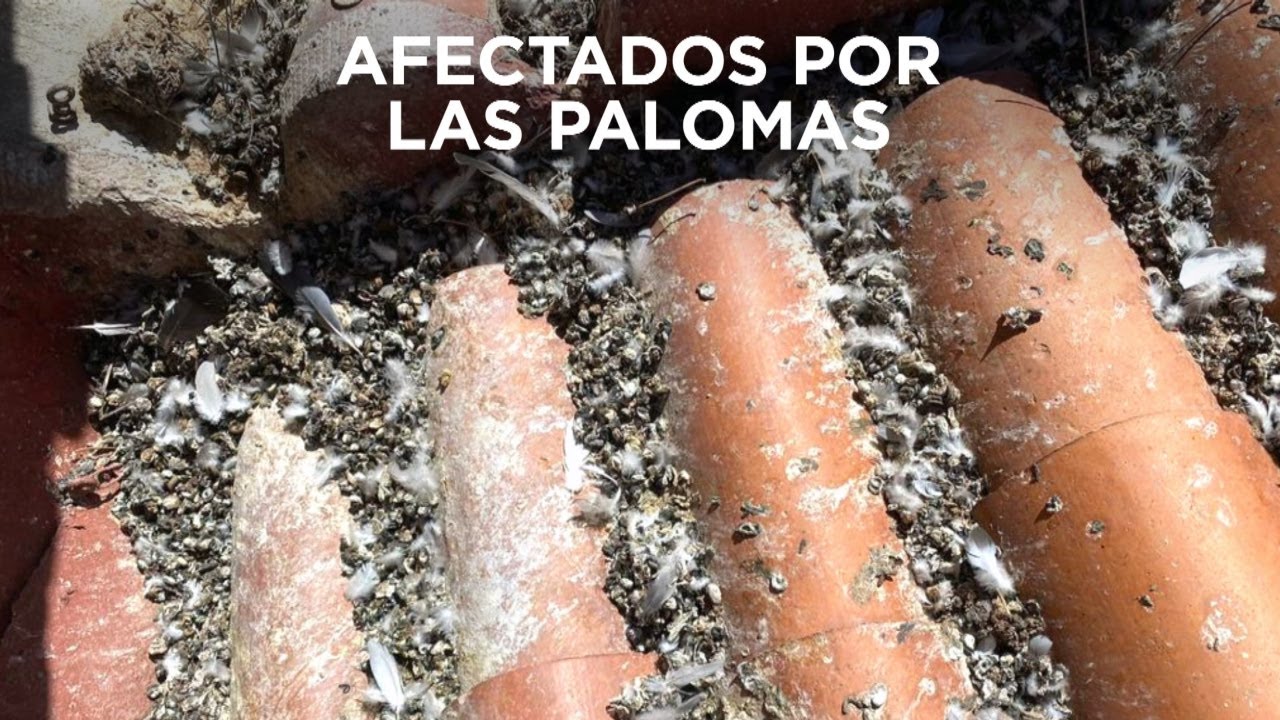 Una plaga de palomas invade el barrio de Tetu&aacute;n