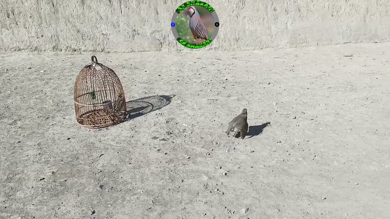 @BirdSound247 @Keklik-sesi-chakor-birds #birds #keklik #sesi #chakoor #awaz