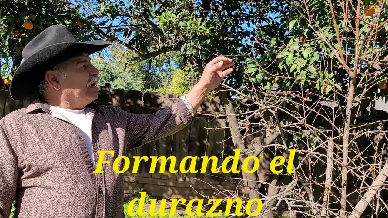 Formando el durazno