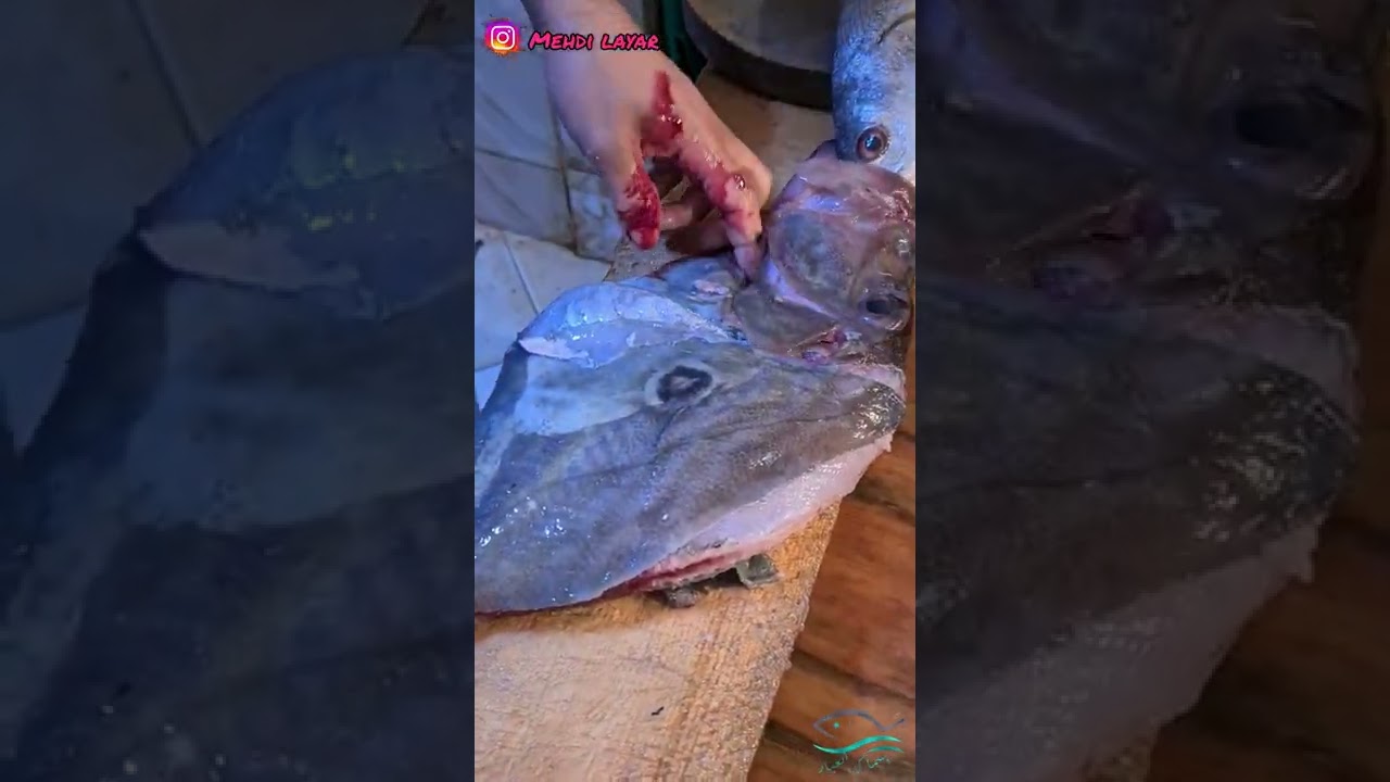 سمكة خاتم سيدنا سليمان مع طريقة التنقية🤔 على يد محترف فالمغرب 🤯 فيديو أكثر من رائع (السمكة حرة )