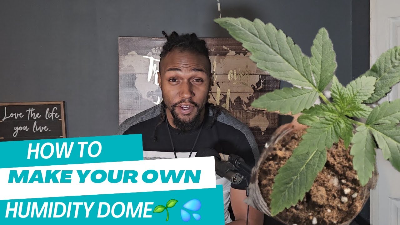 How to make a humidity dome - For your Cannabis Seedling - 24 Humidity Domes For $5.