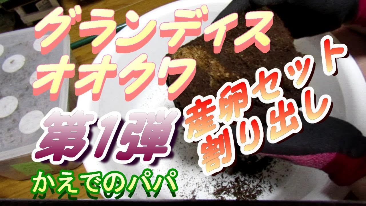 グランディス産卵セット割り出し➀弾